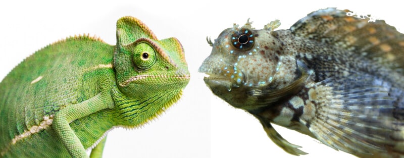 Un caméléon et une tondeuse à gazon côte à côte