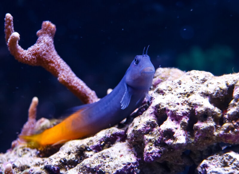 Une baleine bicolore se reposant sur des coraux.