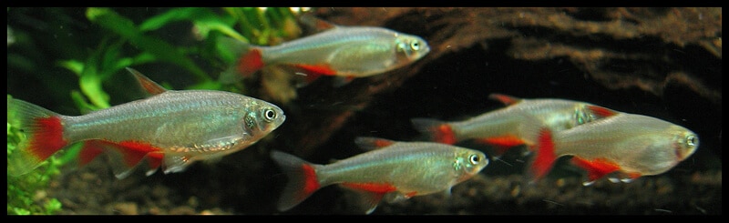 Un groupe de tetras sanguins nageant ensemble