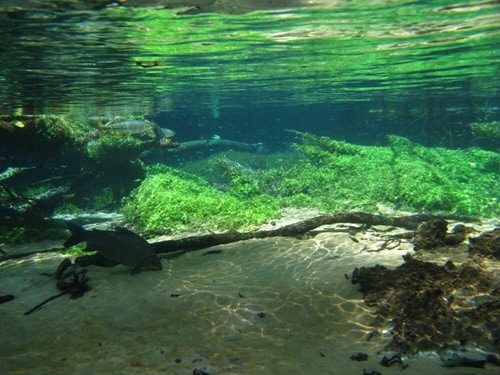 Comment choisir la bonne lumière pour l'aquarium - Aqueon