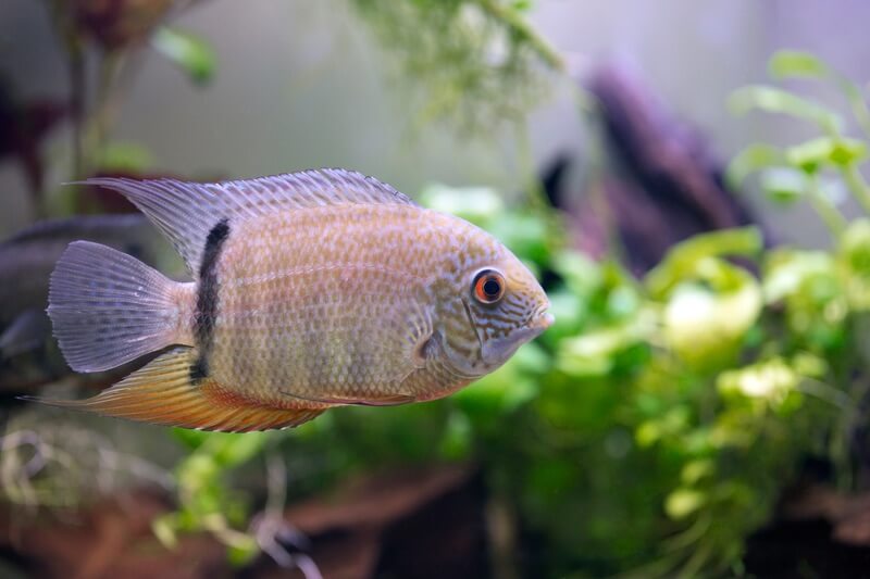 Cichlidé Severum nageant dans un aquarium d'eau douce