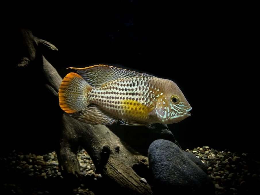 Cichlidés Terreur Verte dans un aquarium faiblement éclairé