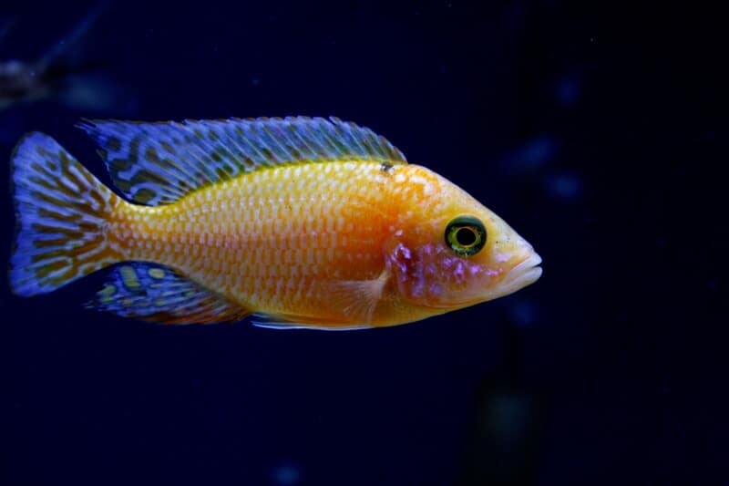 Aulonocara profil latéral