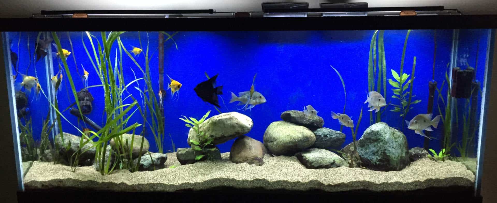 grand aquarium sur fond bleu rempli de divers poissons, roches et plantes