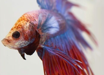 photo en gros plan du visage d'un poisson betta