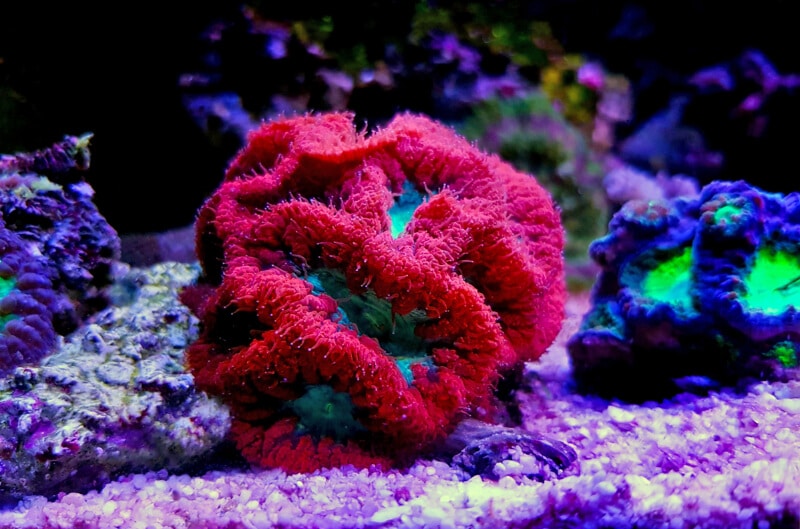 Corail Blastomussa montrant sa nature colorée dans un aquarium d'eau de mer.