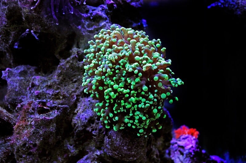 Corail frogspawn vert créant un effet lumineux