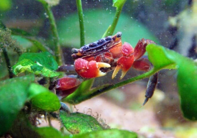 Perisesarma bidens à la recherche de nourriture dans un aquarium