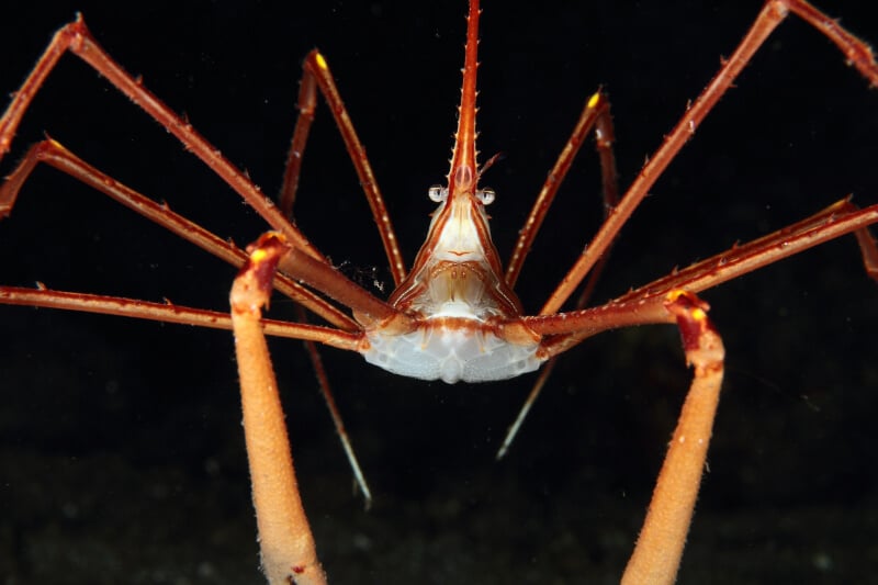 Crabe fléché nageant dans un aquarium d'eau de mer.
