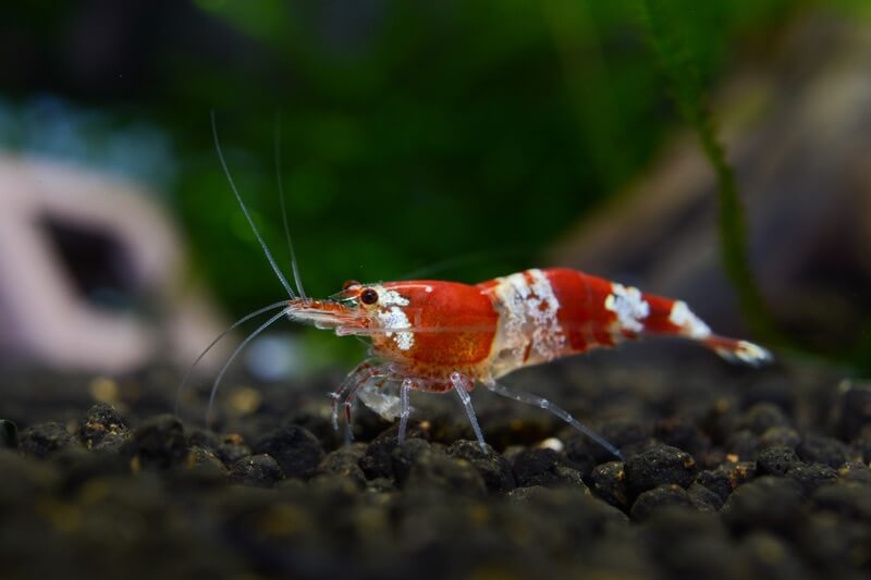 Crevette Crystal Red sur le substrat d'un aquarium d'eau douce