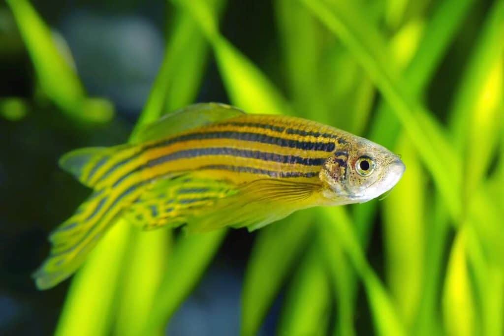 Poisson d'eau douce Zebra Danio