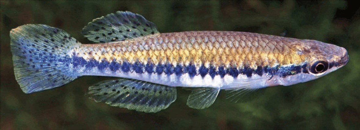 Image en gros plan d'un poisson topminnow à raie noire