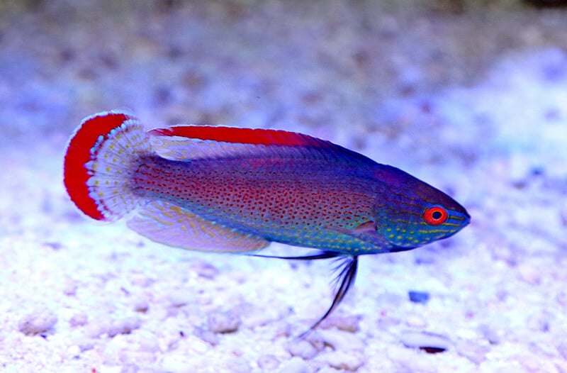 Un labbe fée à marge rose nageant dans un aquarium d'eau de mer.