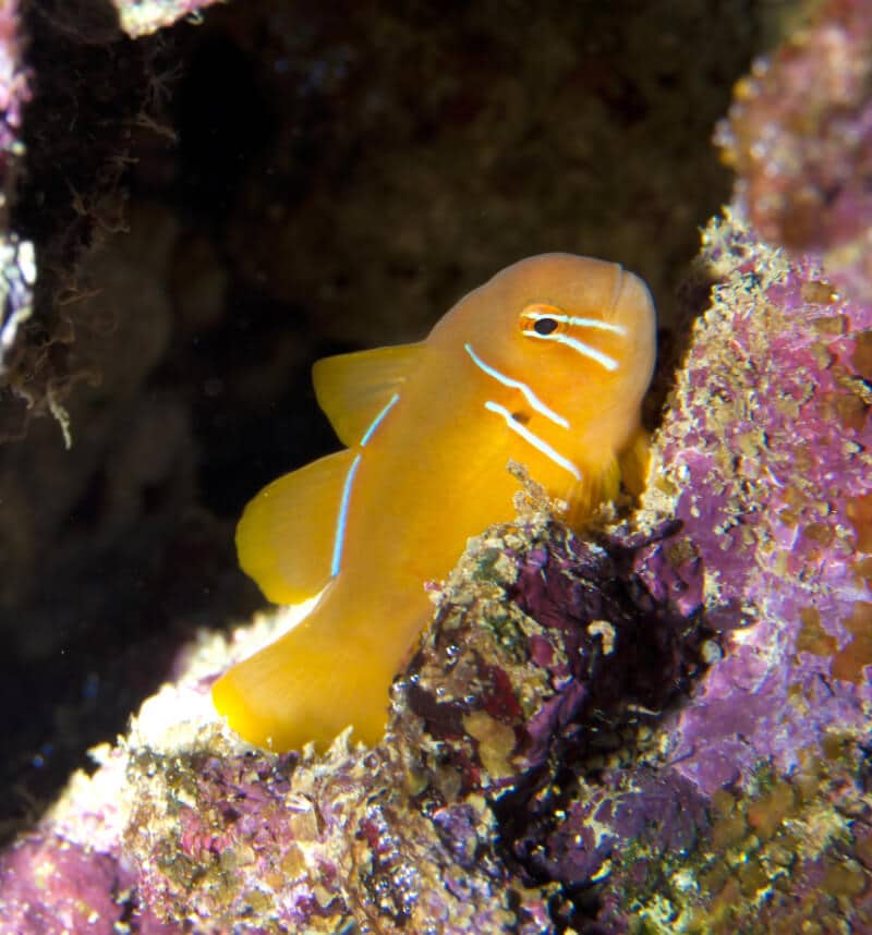 Gobie clown de Citron nageant dans un aquarium d'eau salée.