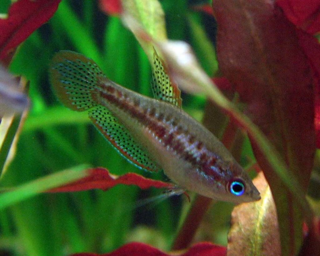 Un gourami étincelant en train de nager