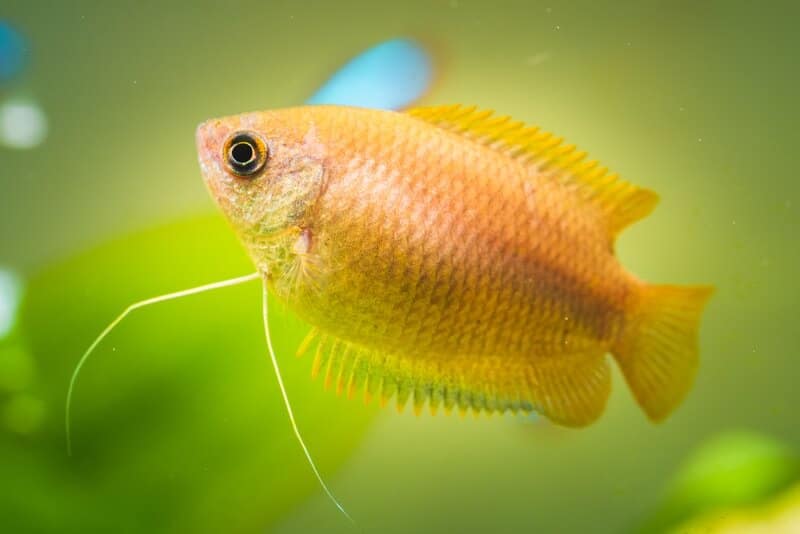 Un gourami soleil couchant nageant près d'un rocher