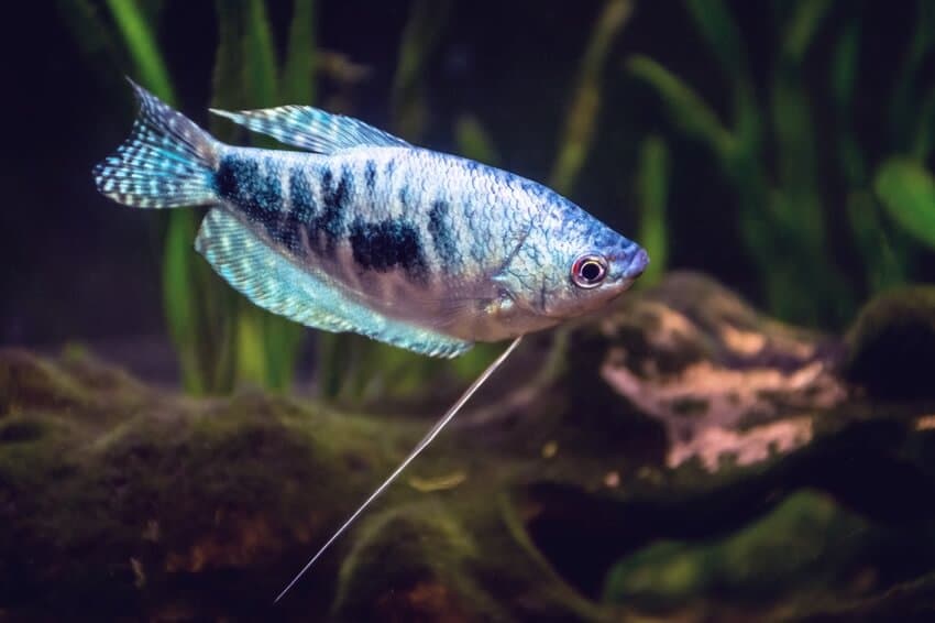 Un gourami opalin à la recherche de nourriture