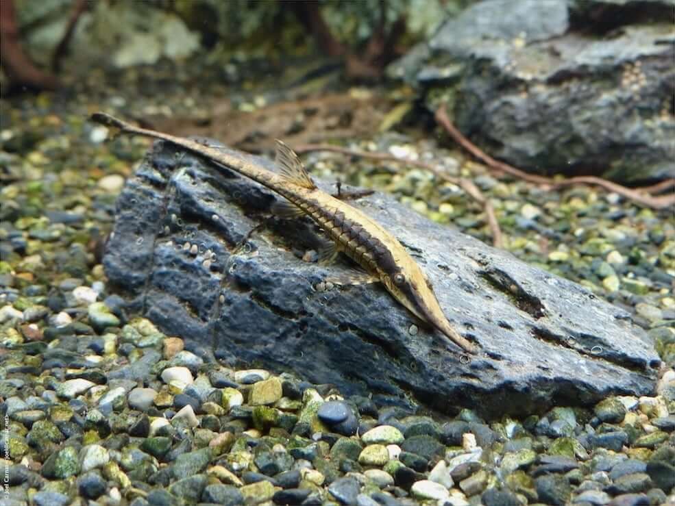 Poisson-chat à brindilles sur un morceau de bois