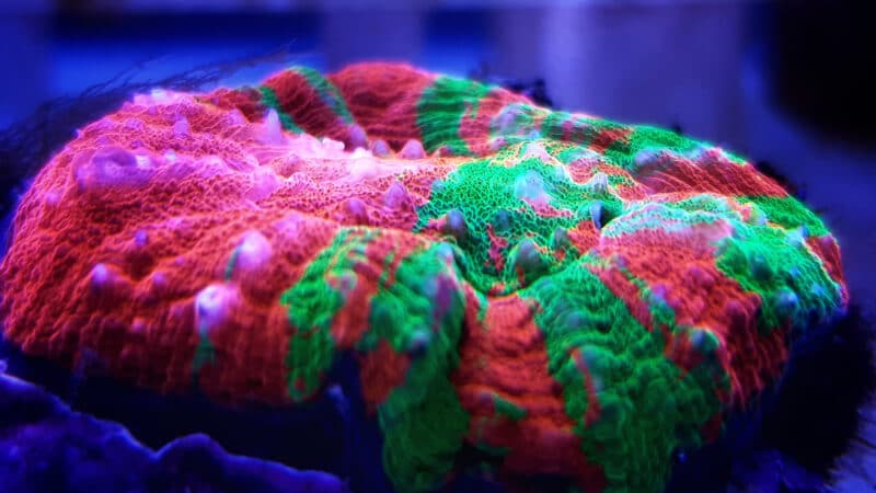 Un Scolymia cubensis profitant de l'écoulement de l'eau