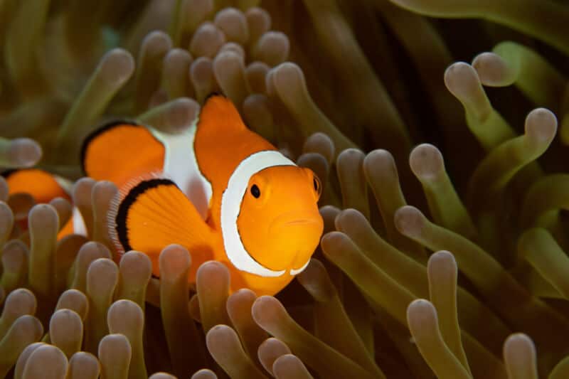 Un poisson-clown Ocellaris ou "Nemo" nager dans un aquarium d'eau salée