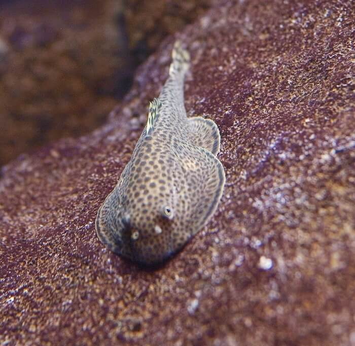 Un loach hillstream