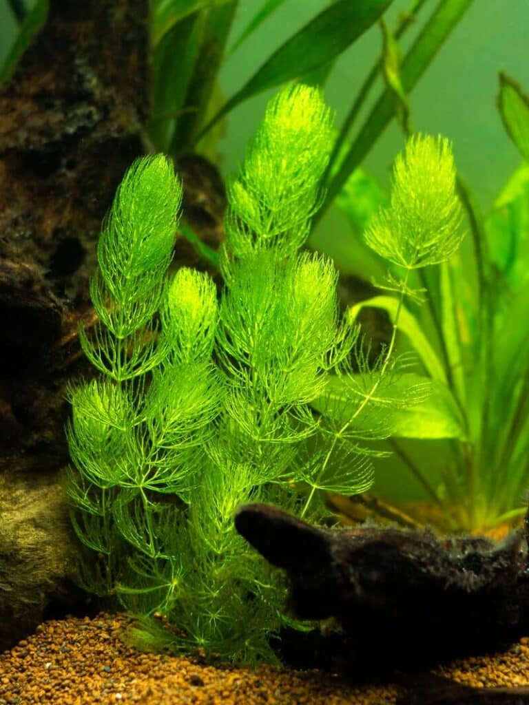 Hornwort aquarium plant appearance