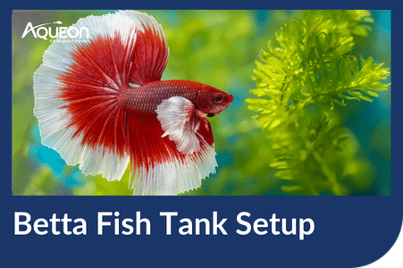 L'installation idéale d'un aquarium pour poissons betta ne ressemble pas aux conteneurs fantaisistes que vous voyez dans les animaleries.