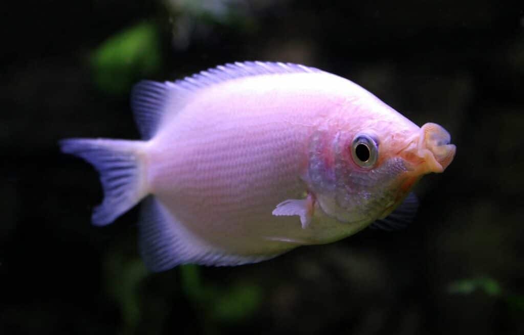 Un gourami embrasseur explorant un aquarium d'eau douce.