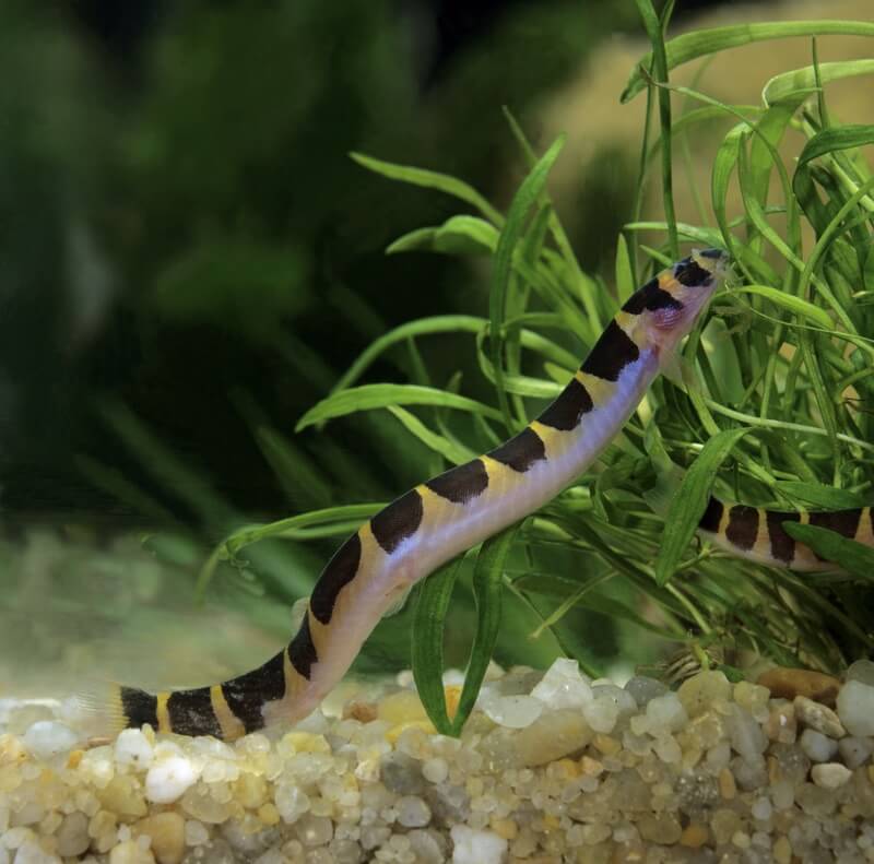 Loche de Kuhli au fond de l'aquarium