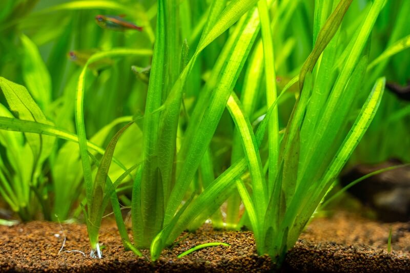 Deux plantes Jungle Val dans un aquarium d'eau douce
