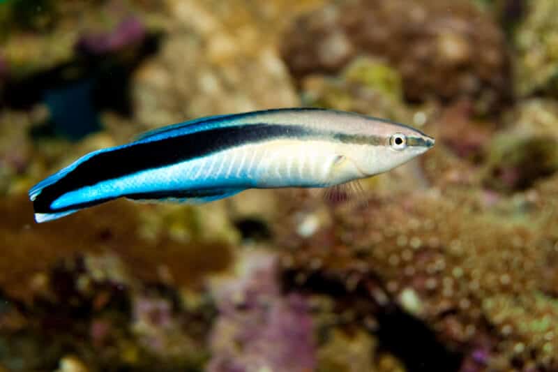 Un poisson nettoyeur Bluestreak nageant dans un aquarium d'eau de mer.
