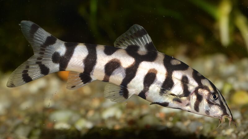 Les Meilleurs Poissons Mangeurs D escargots Pour Votre Aquarium