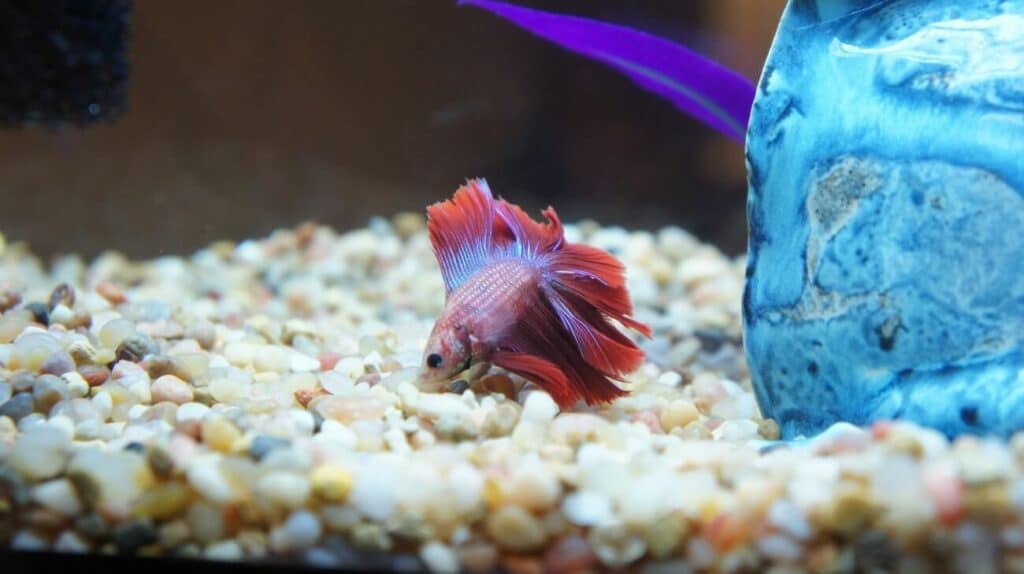Un poisson Betta nageant près du substrat avant de dormir.