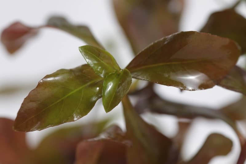 Plante de Ludwigia Repens à l'extérieur de son aquarium