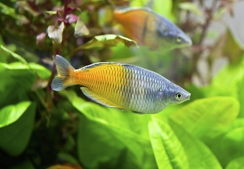 Aqueon Mise en place d'un aquarium à nageoires vivantes