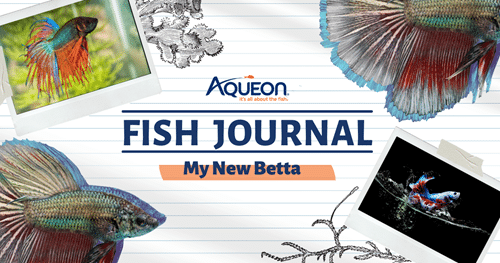 Journal des poissons Aqueon 