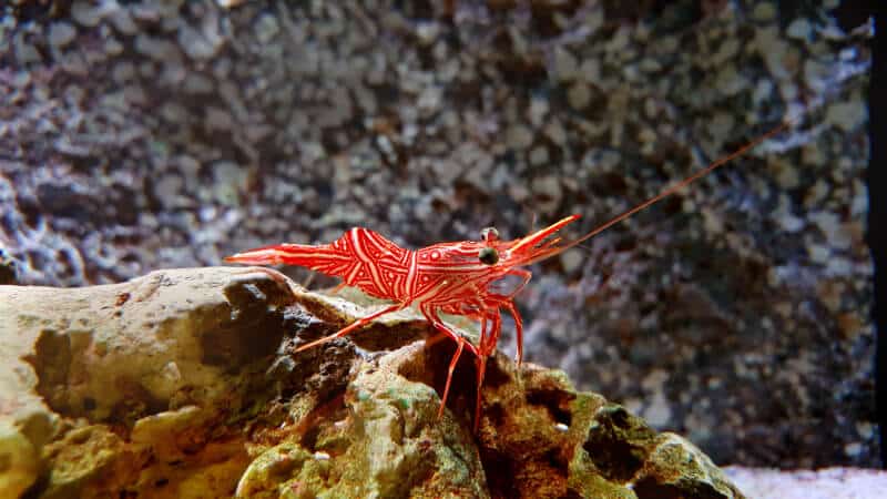 Une crevette menthe poivrée nageant dans un aquarium d'eau de mer.