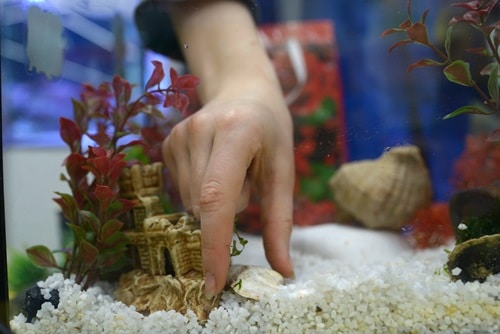 Plantes artificielles Aqueon Conseils pour l'aquascaping