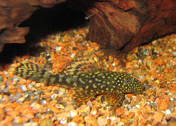 Ancistrus Cirrhosus se reposant au fond de l'aquarium.