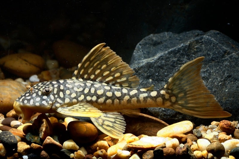 Pleco soleil au fond d'un aquarium