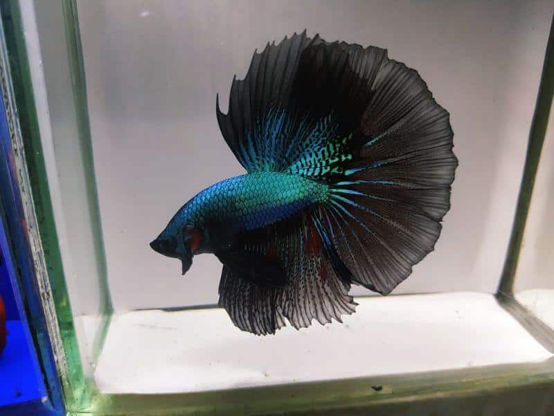 Un betta orchidée noire adulte