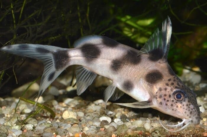 Un poisson-chat Synodontis au fond de l'aquarium