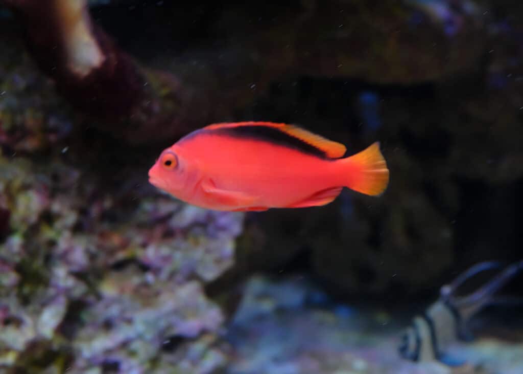 Un poisson-épervier nageant dans un aquarium d'eau de mer.