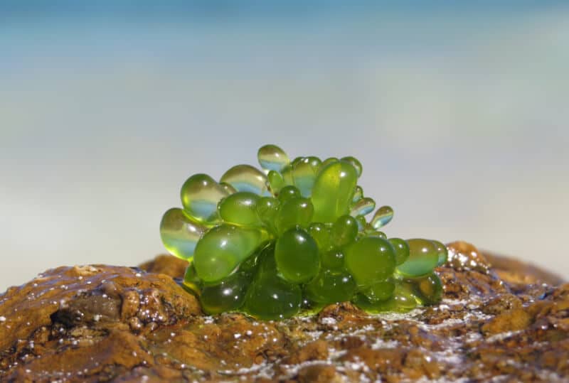 Algues bulles se propageant dans un aquarium d'eau de mer