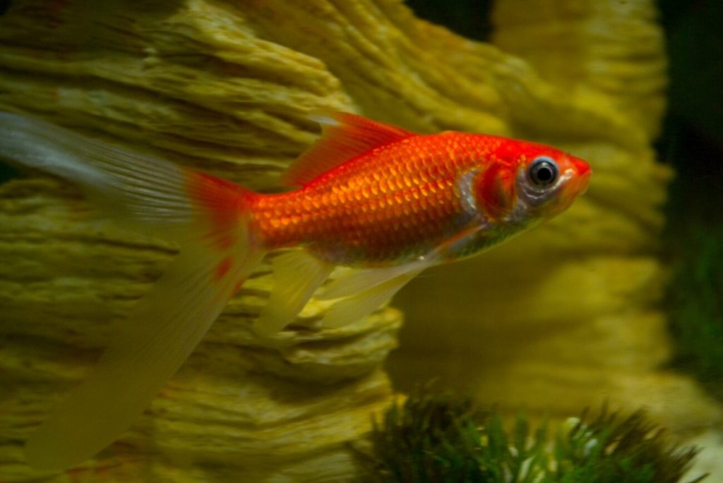 Un poisson rouge Comet standard nageant à côté de quelques plantes.