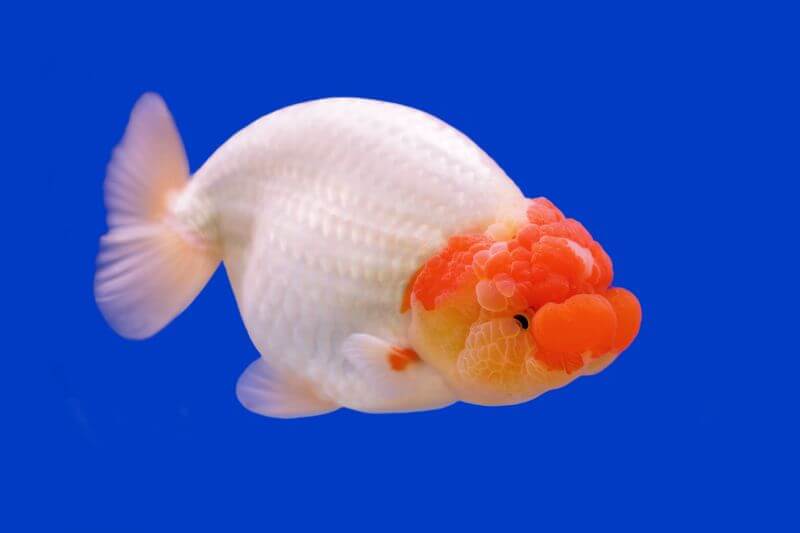 Poisson rouge Ranchu dans un grand aquarium domestique
