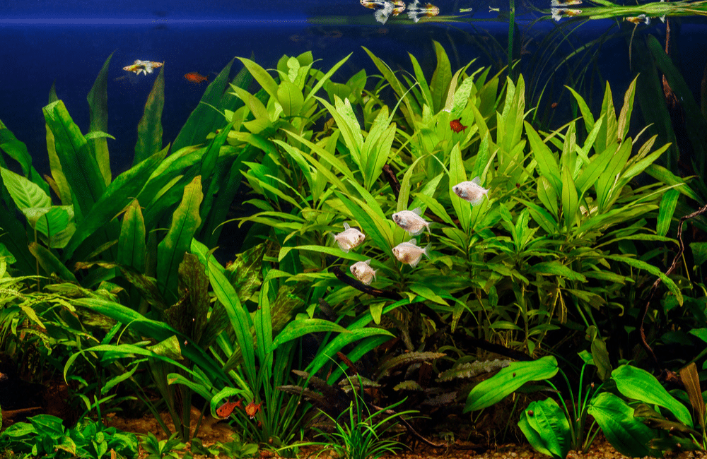 Pourquoi le cycle de l'azote 3