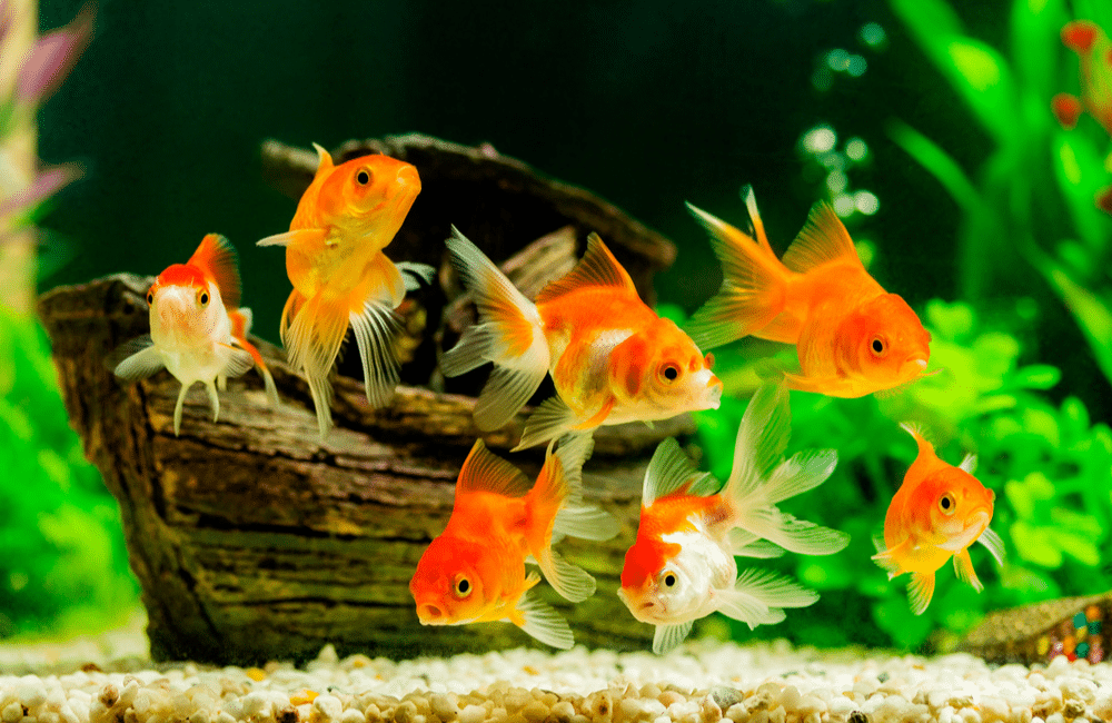 Comment choisir le bon poisson pour mon aquarium 1