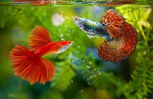 Aqueon Quels poissons peuvent vivre avec les bettas ? Blog Post