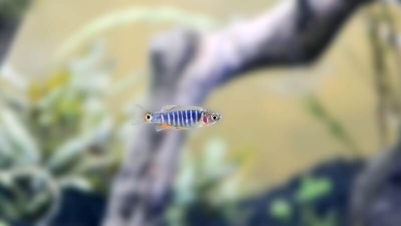 Deux Rasboras nains émeraude nageant dans un aquarium d'eau douce.